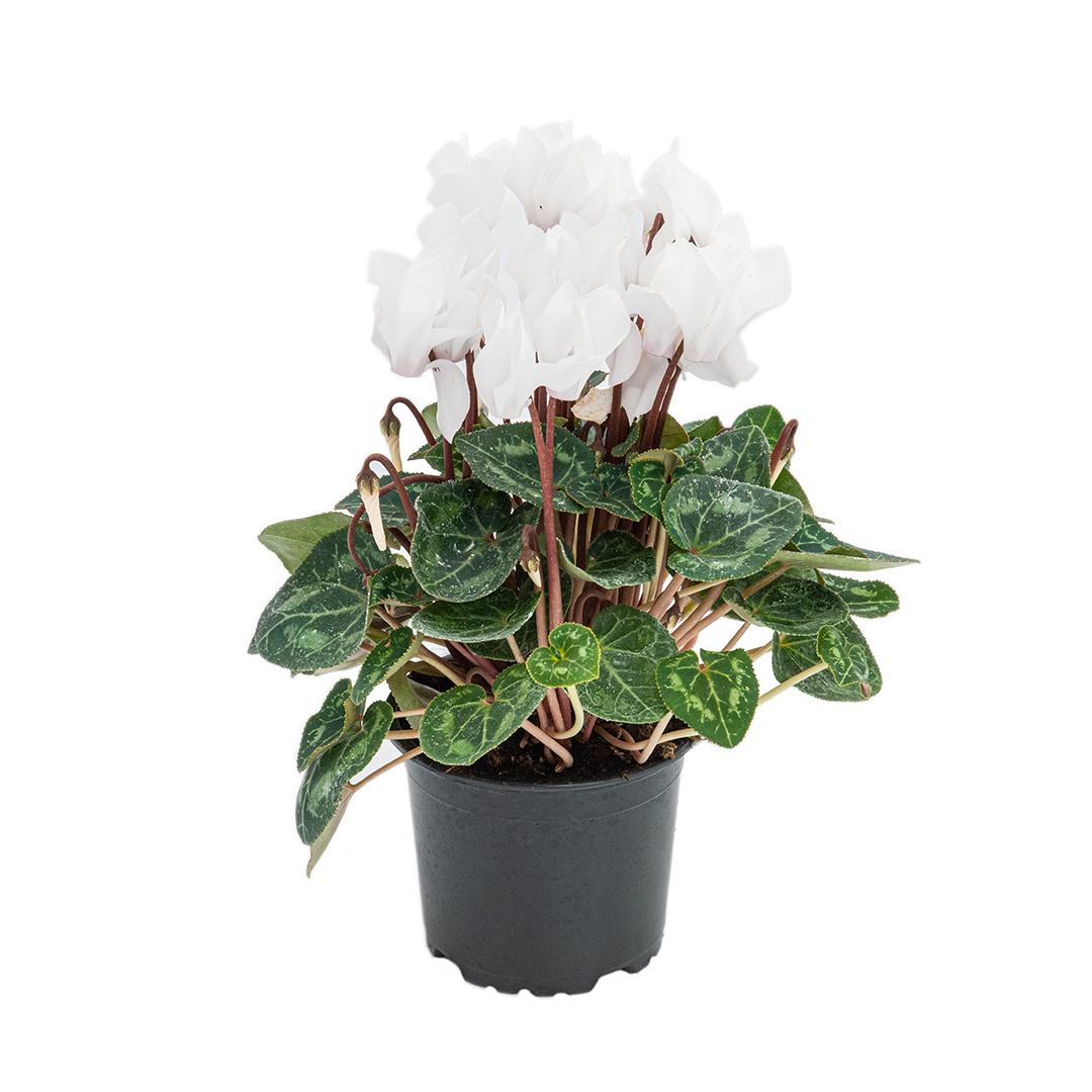 Cyclamen, Rosu borgona
