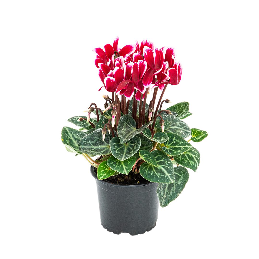 Cyclamen, Rosu borgona