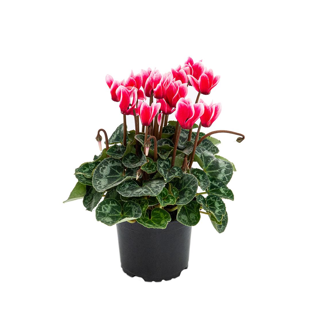 Cyclamen, Rosu borgona