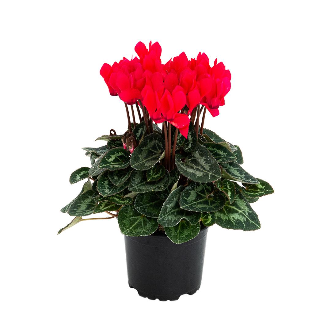 Cyclamen, Rosu borgona