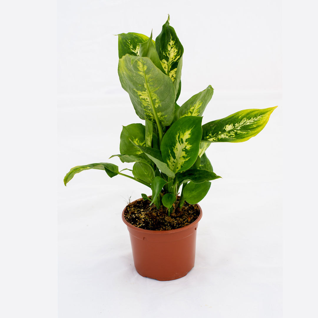 Dieffenbachia 17 cm, Verde aqua