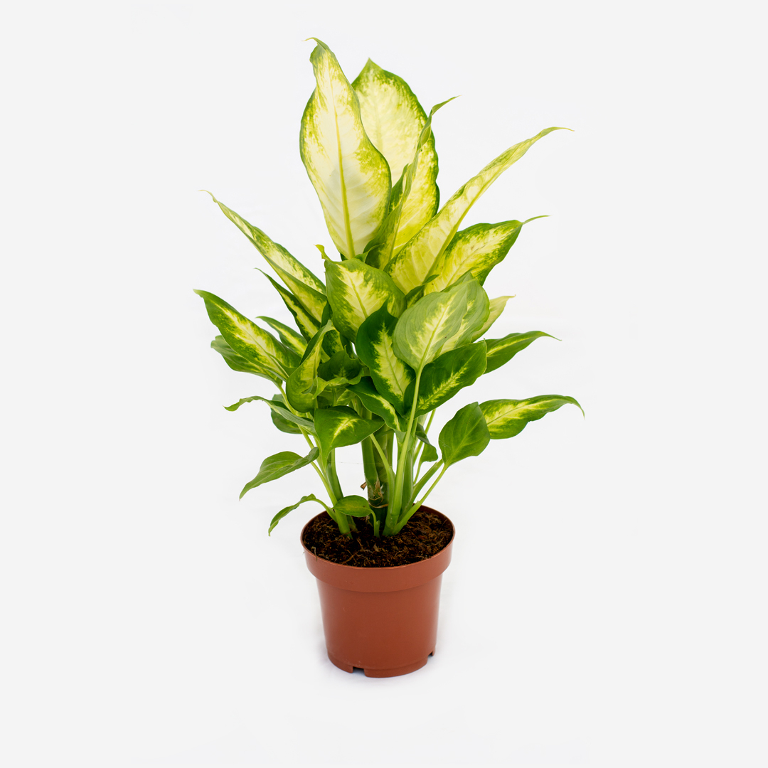 Dieffenbachia 17 cm, Verde aqua
