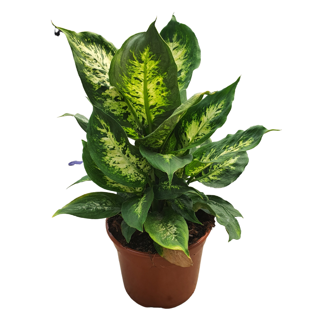 Dieffenbachia 17 cm, Verde aqua