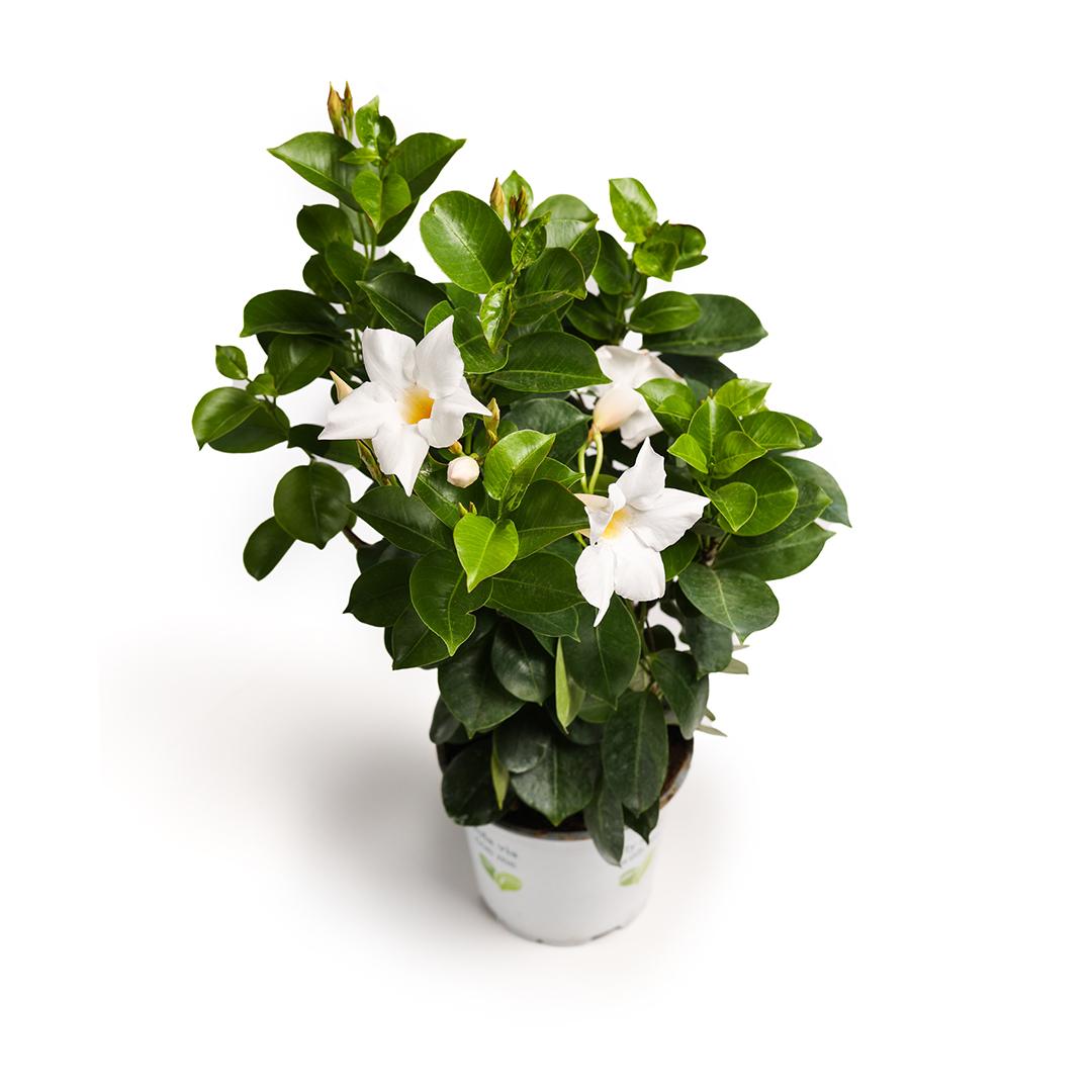Dipladenia 10.5, Alb leche