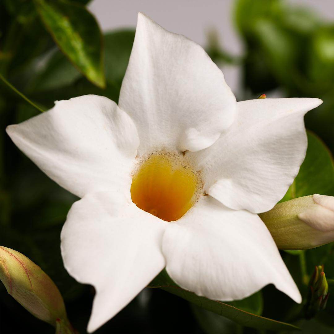 Dipladenia 10.5, Alb leche