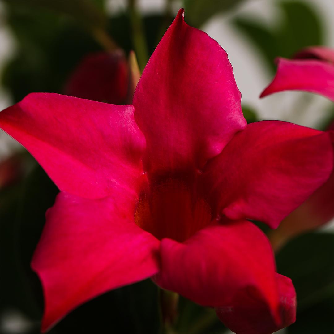Dipladenia 10.5, Rosu tentation
