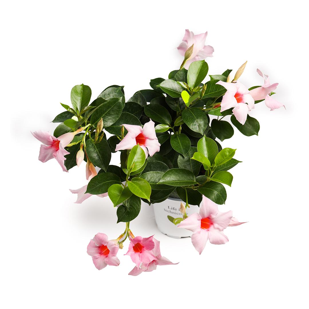 Dipladenia 10.5, Roz fuerte