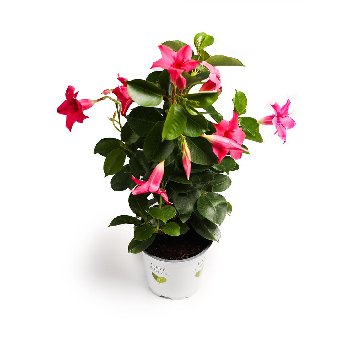 Dipladenia 10.5, Roz fuerte