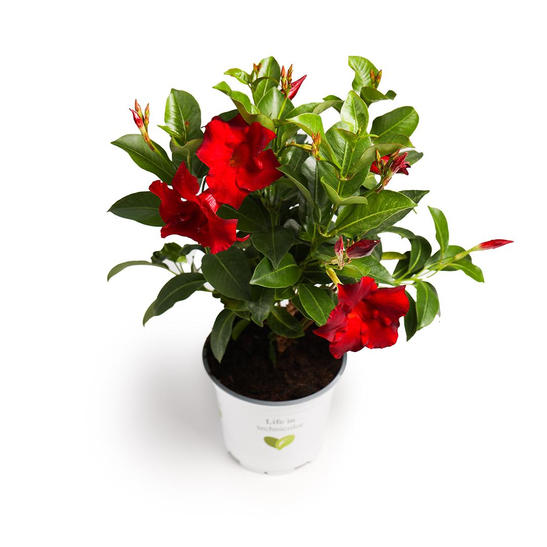 Dipladenia 10.5, Roz fuerte