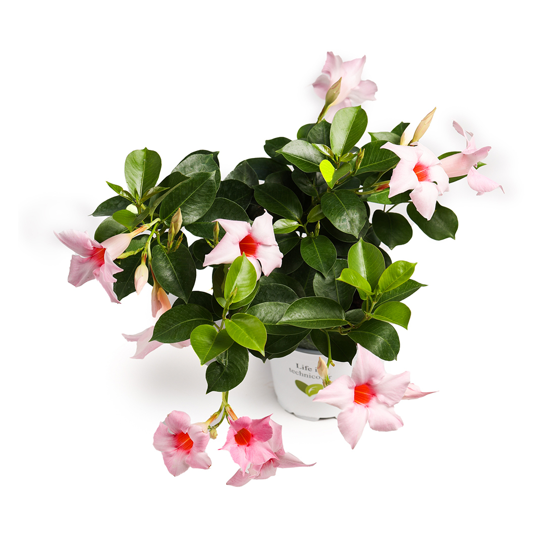 Dipladenia 10.5, Roz infinito