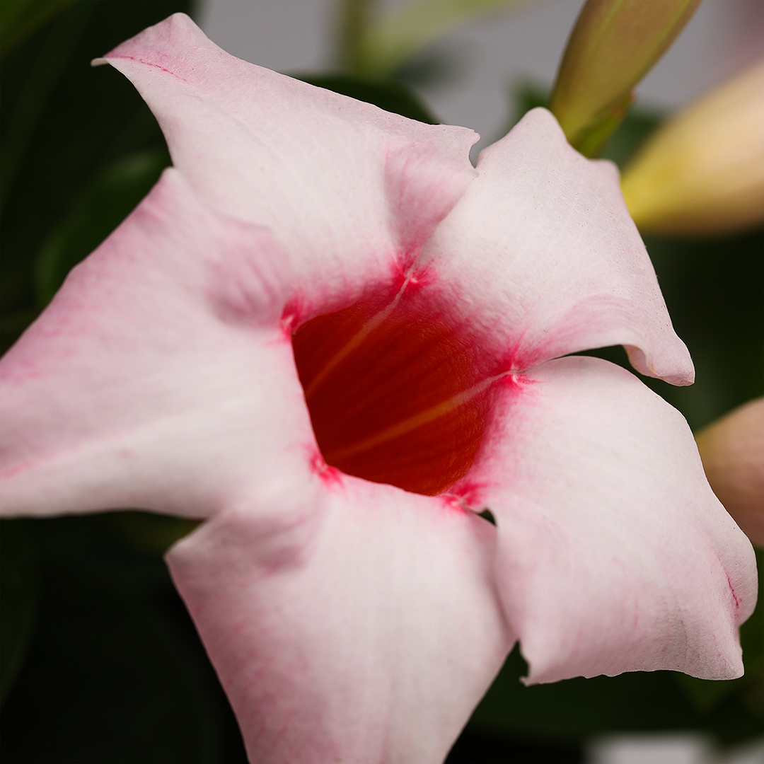 Dipladenia 10.5, Roz infinito