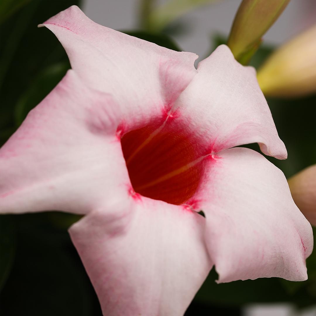 Dipladenia 10.5 cm, Galben Fuego Dipladenia 10.5 cm, Galben Fuego