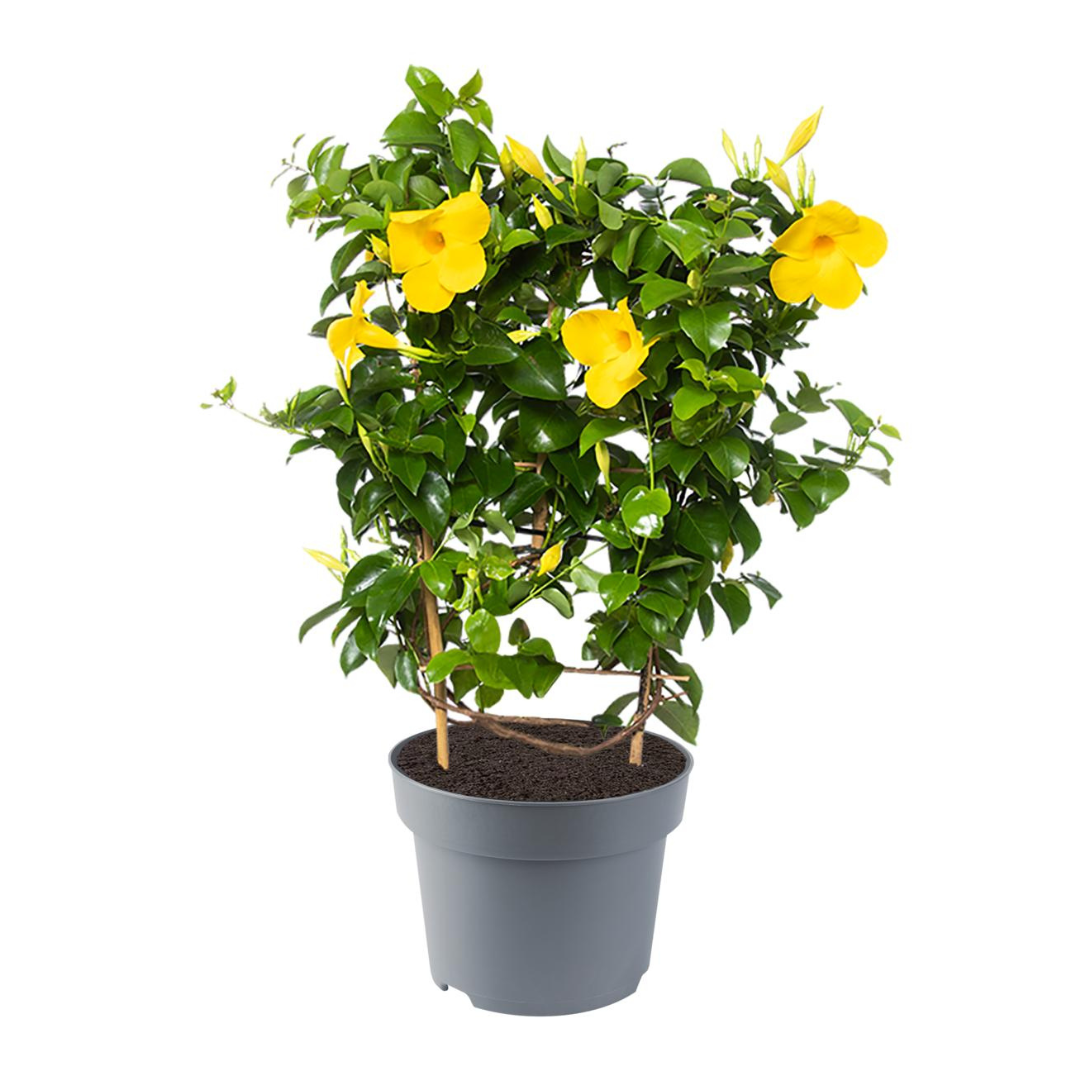 Dipladenia 10.5 cm, Galben Fuego Dipladenia 10.5 cm, Galben Fuego