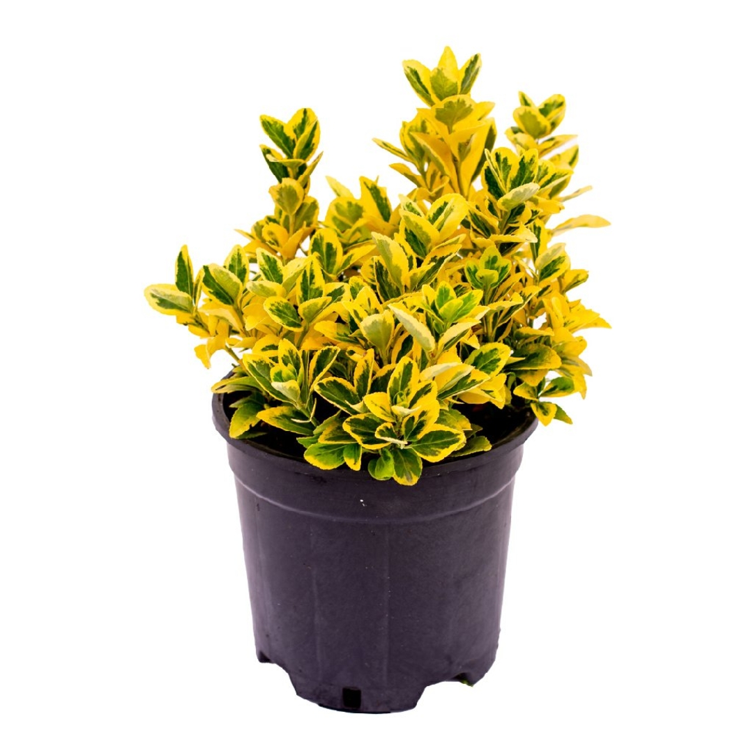 Euonymus