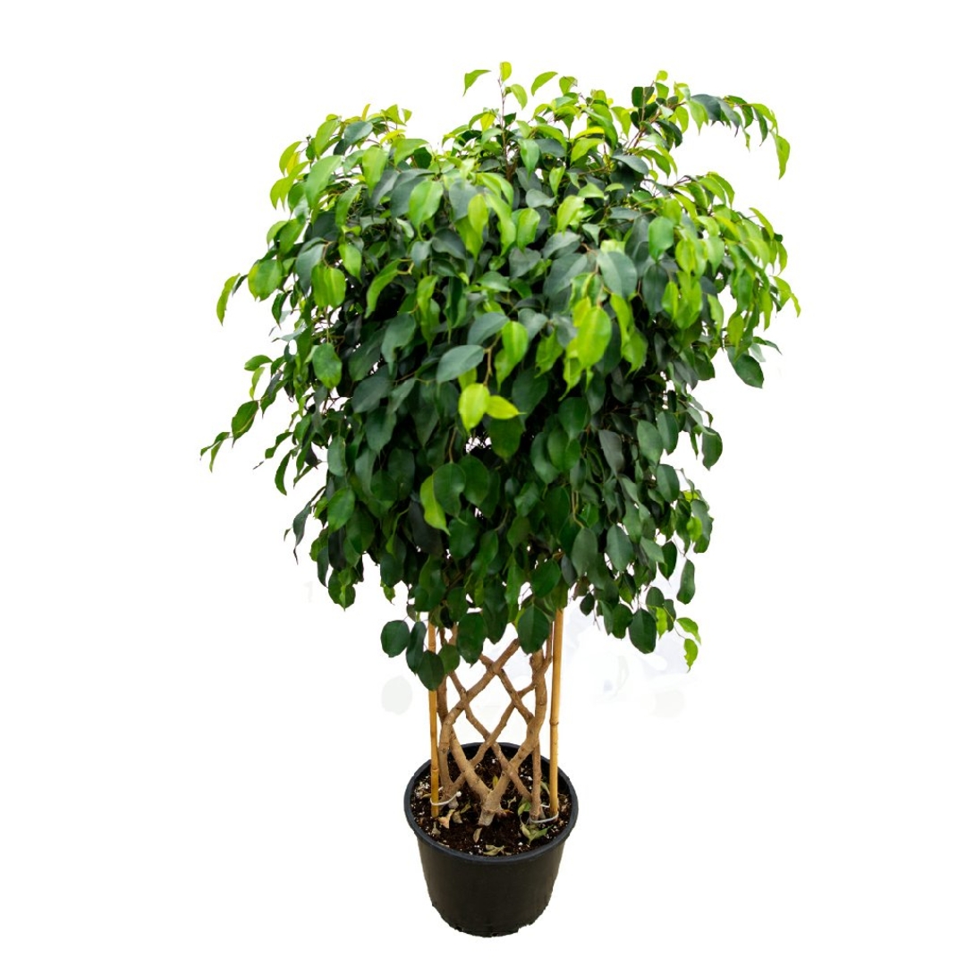Ficus Benjamin
