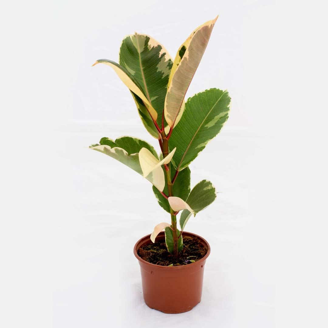 Ficus Grande 25 cm, Verde Sevilla