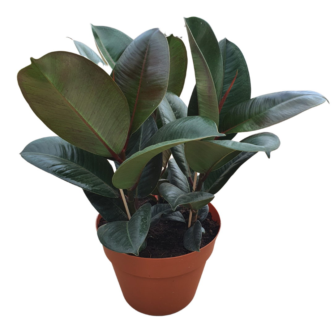Ficus Grande 25 cm, Verde Sevilla