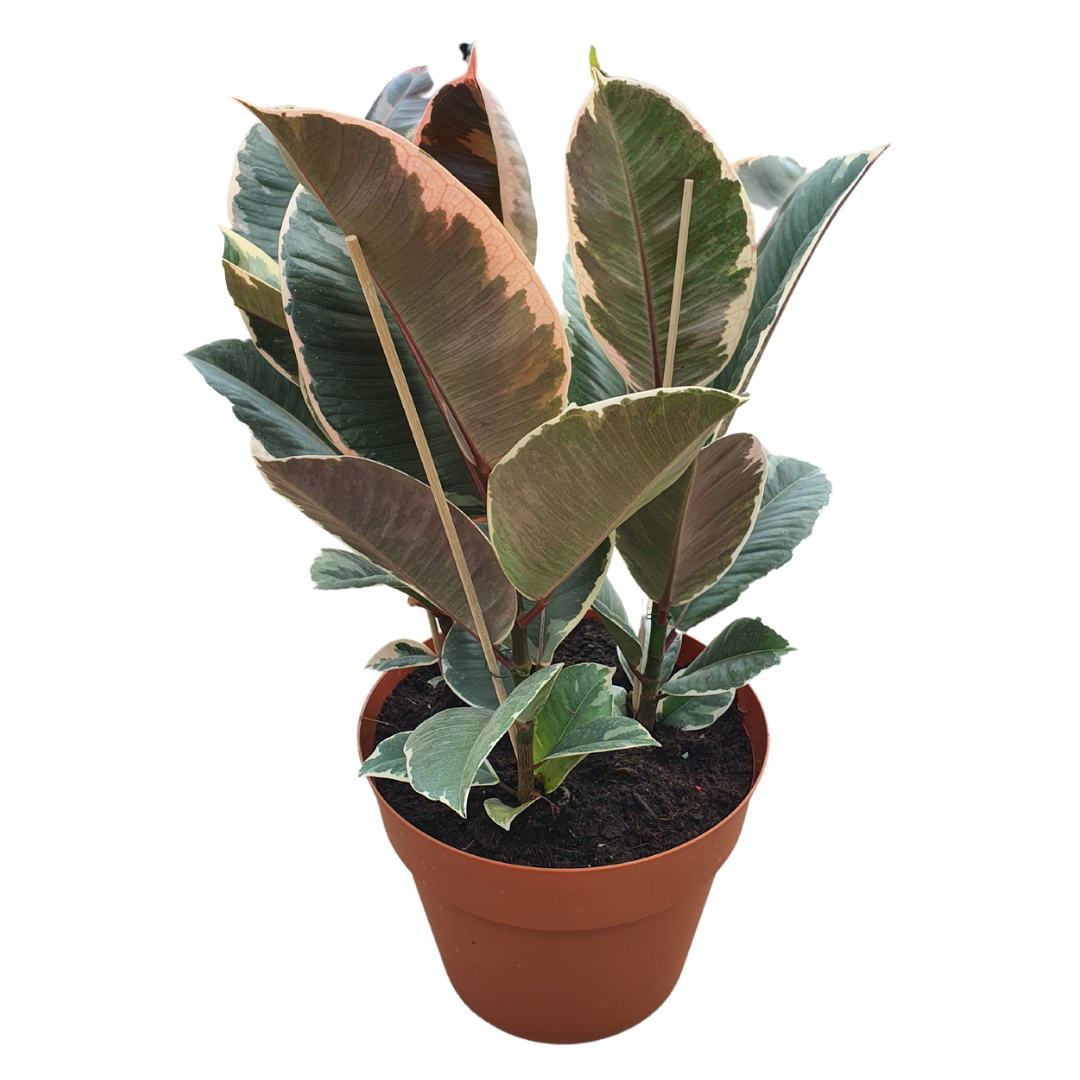 Ficus Grande 25 cm, Verde Sevilla