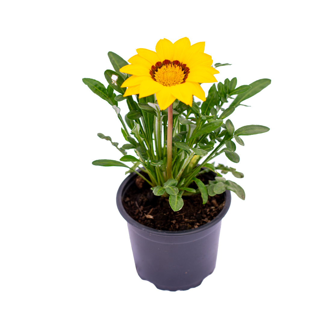 Gazania