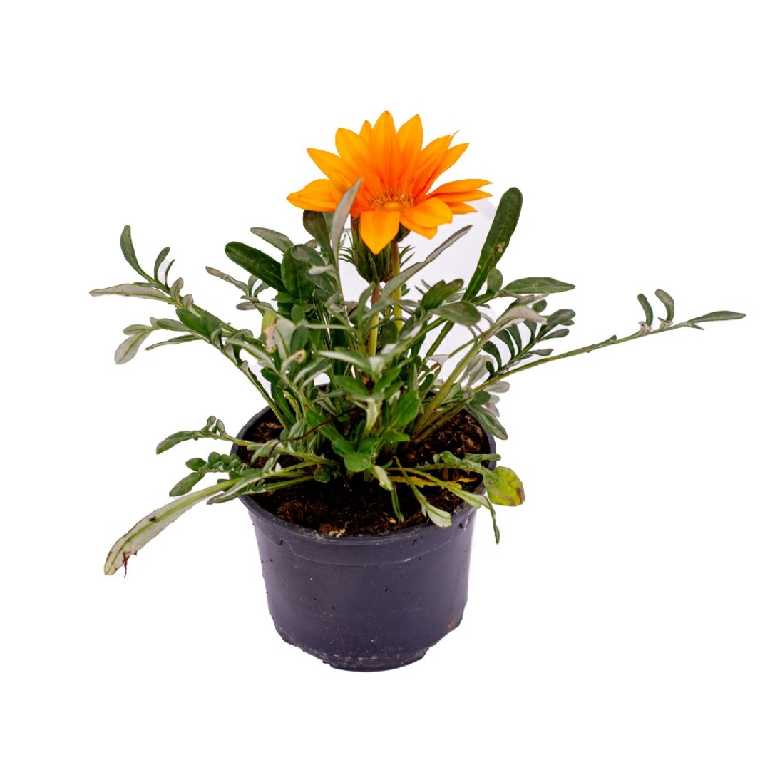 Gazania