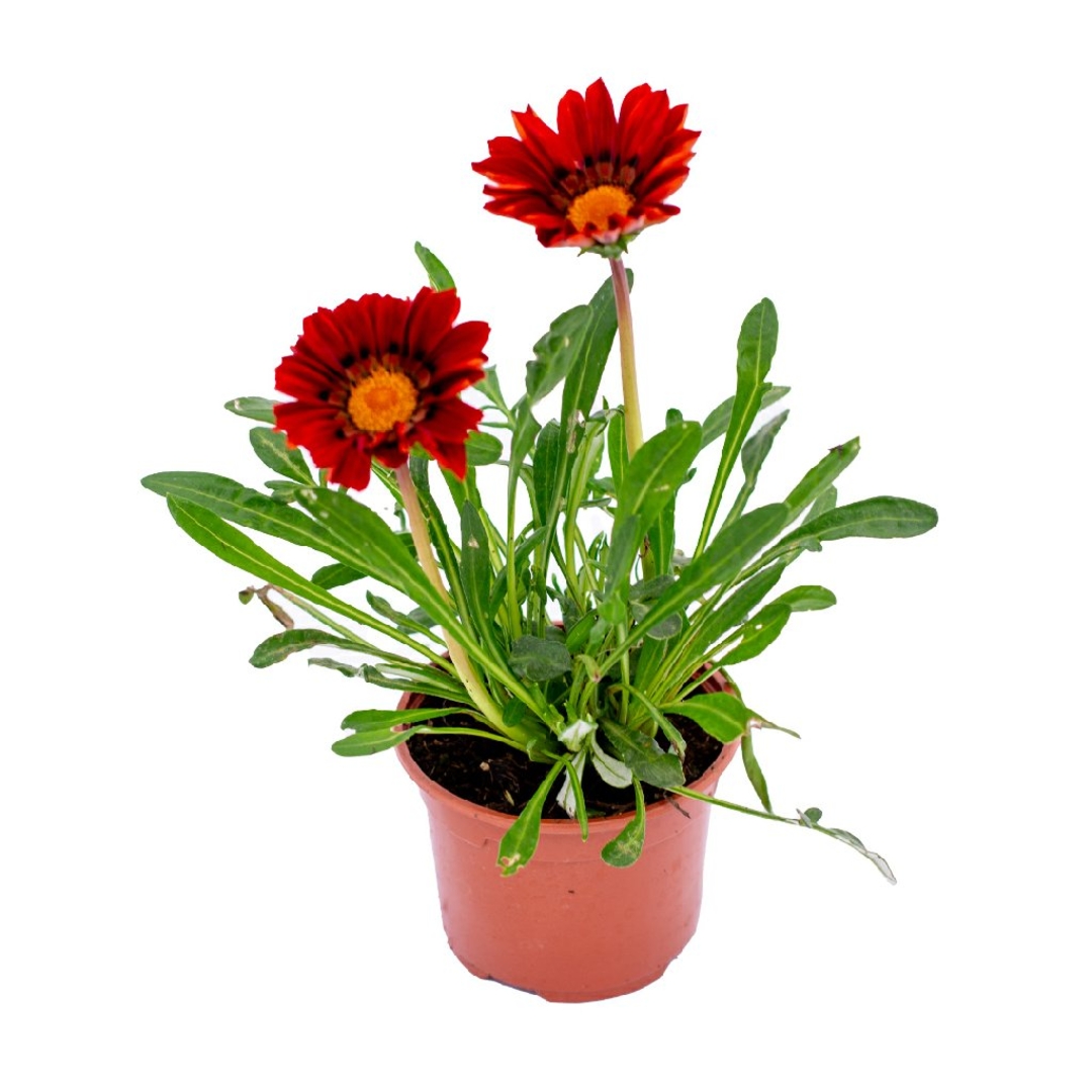Gazania