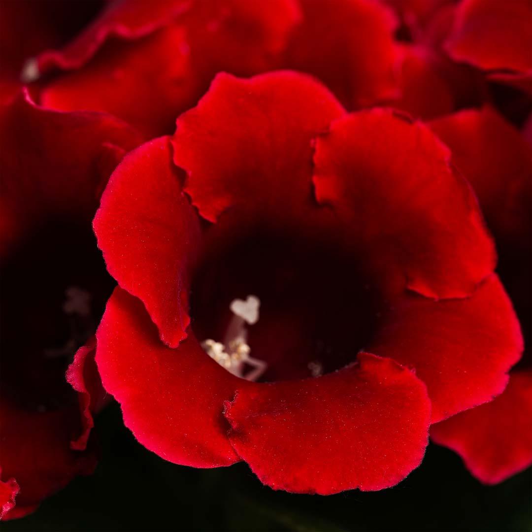 Gloxinia, Roz bailarina