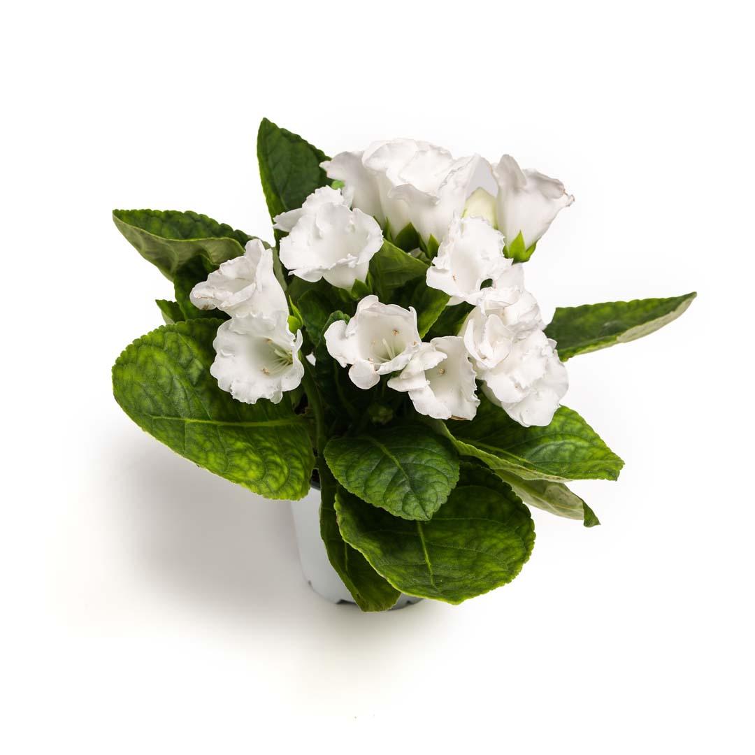 Gloxinia, Roz bailarina