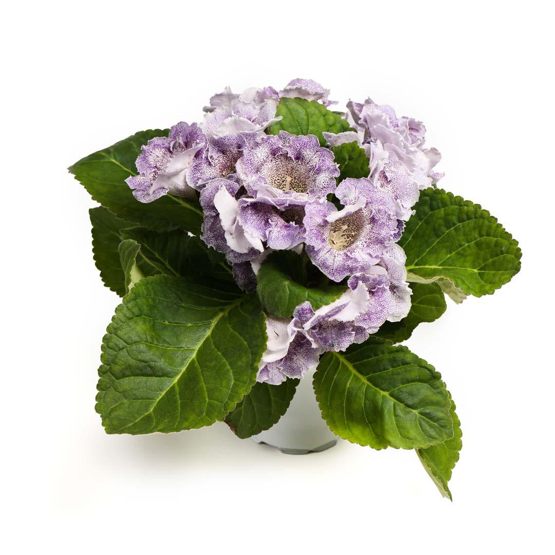 Gloxinia, Roz bailarina