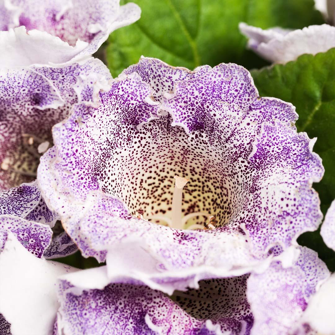 Gloxinia, Roz bailarina