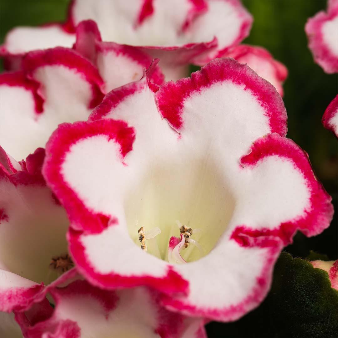 Gloxinia, Roz bailarina