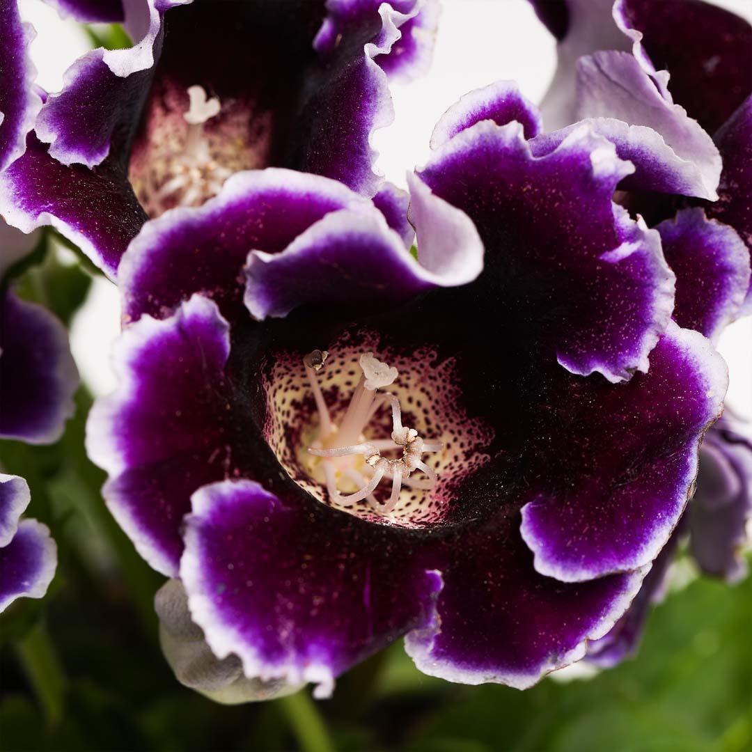 Gloxinia, Roz bailarina
