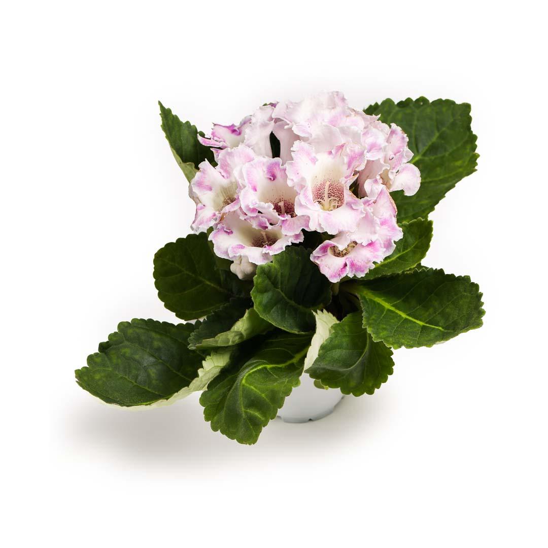 Gloxinia, Roz bailarina