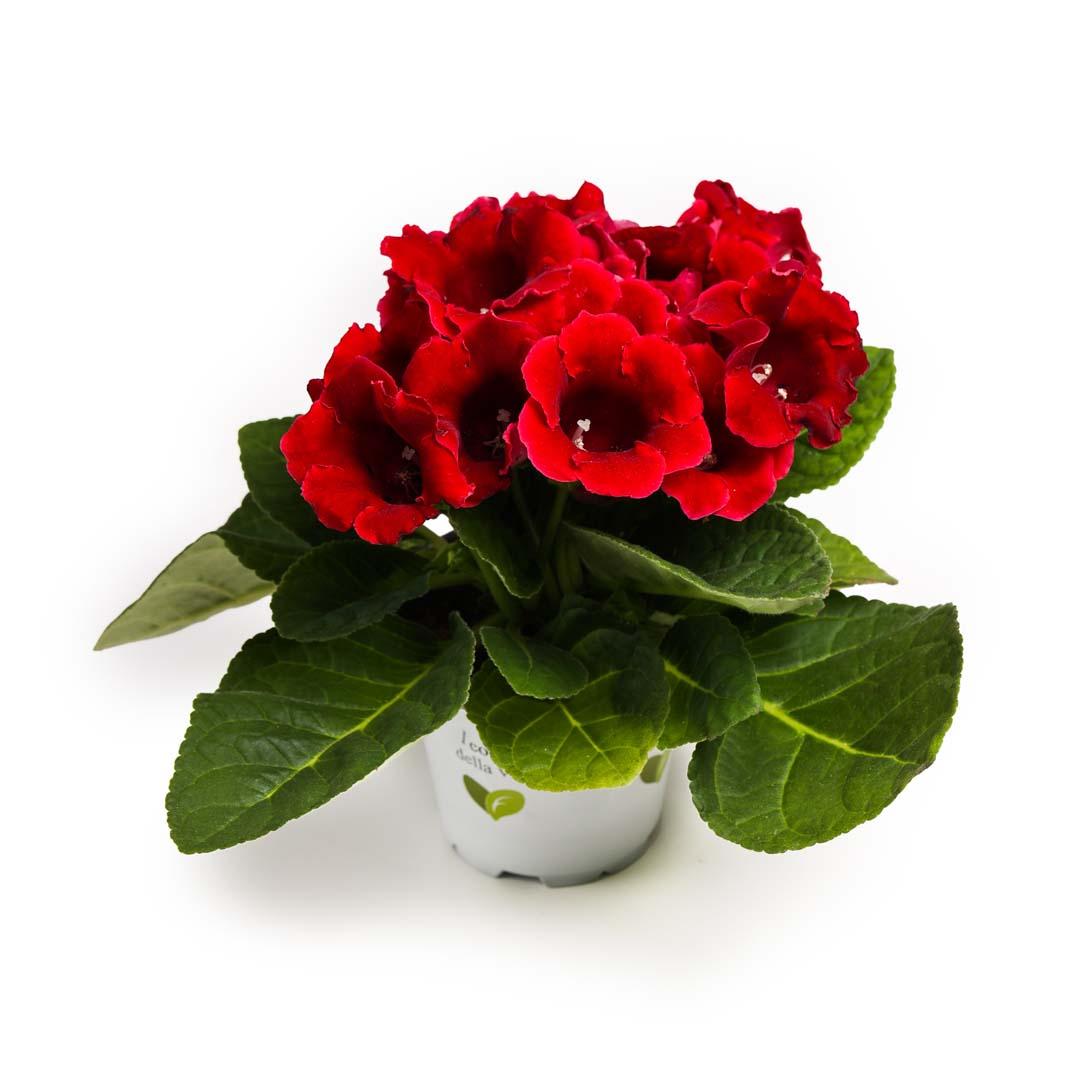 Gloxinia, Roz bailarina