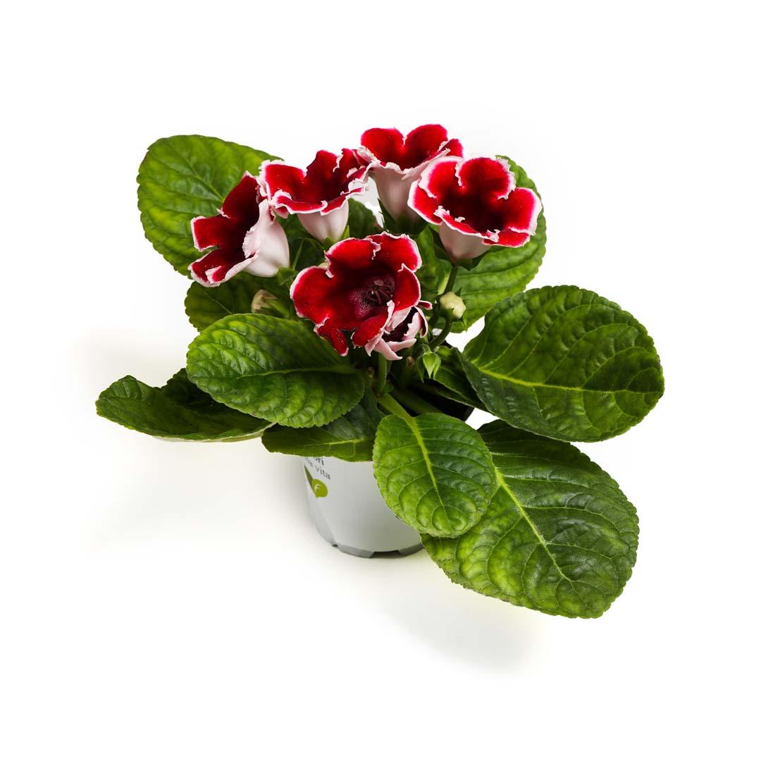 Gloxinia, Roz bailarina