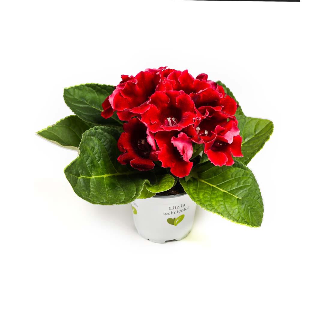 Gloxinia, Roz bailarina