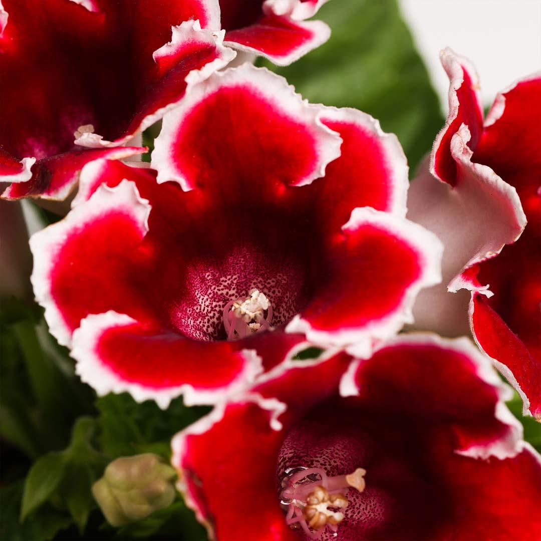 Gloxinia, Roz bailarina