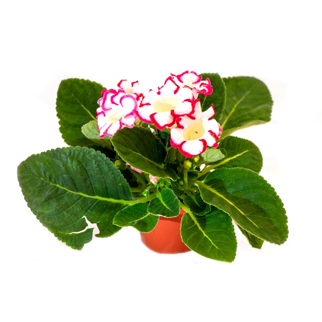 Gloxinia, Roz bailarina