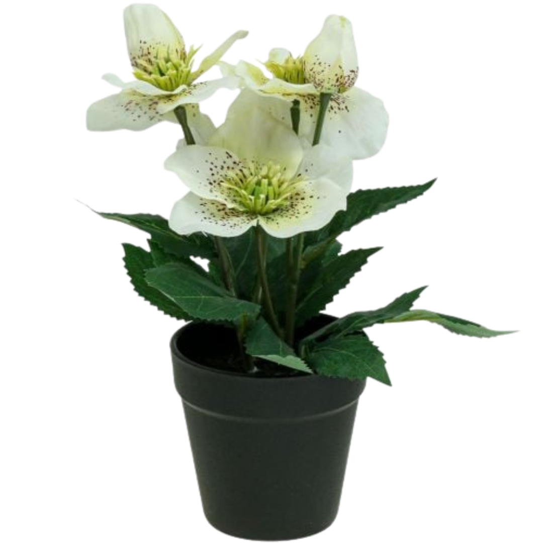 Helleborus 17 cm, Alb