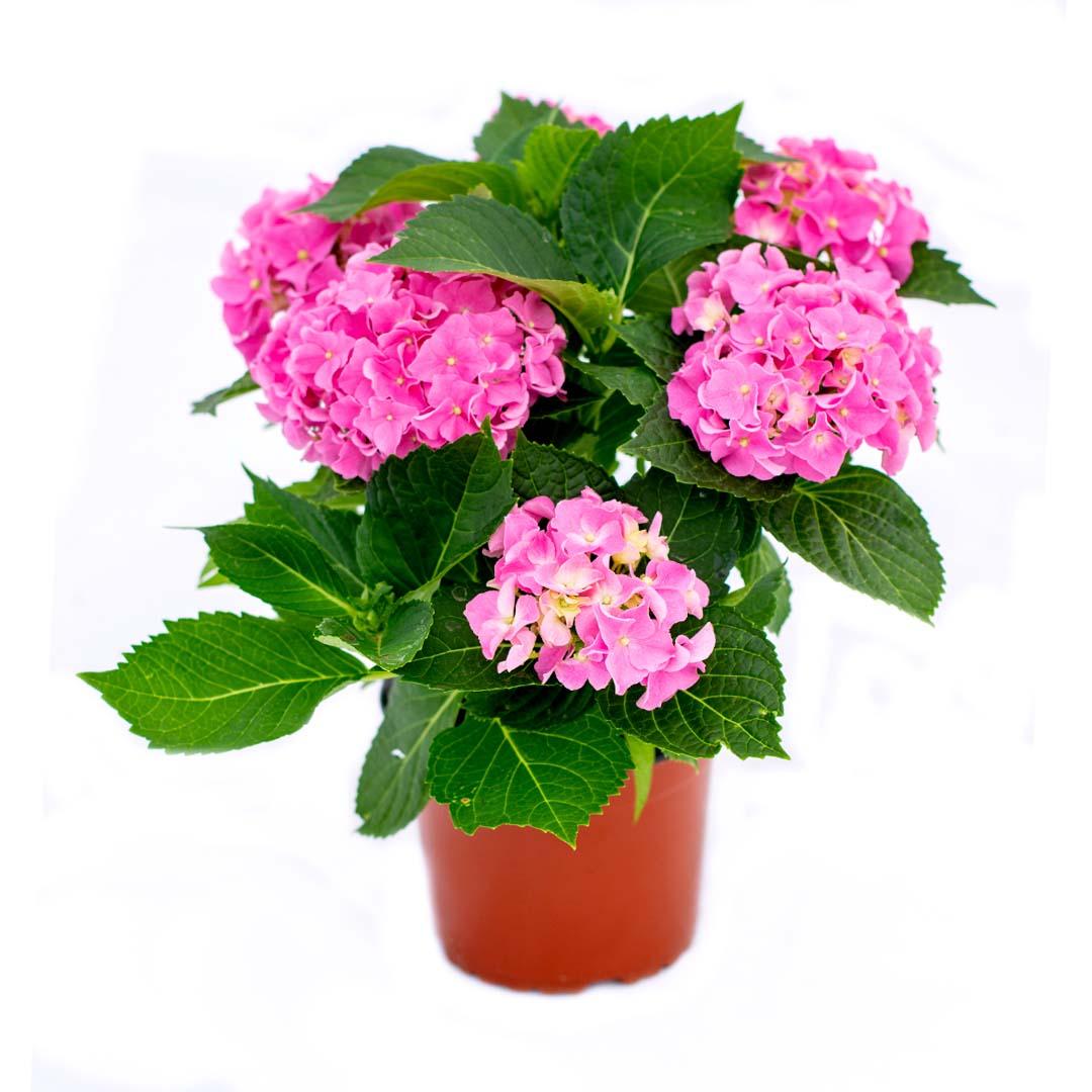Hortensia 14 cm, Violet purpura