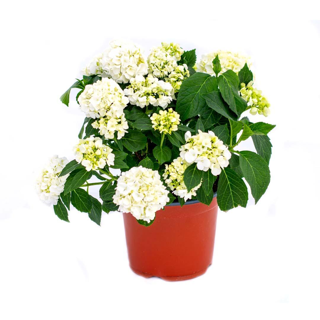 Hortensia 14 cm, Violet purpura