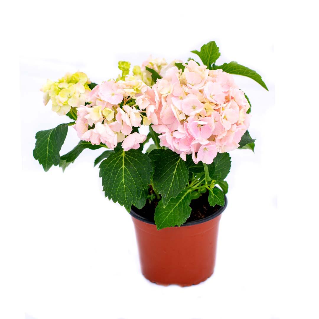 Hortensia 14 cm, Violet purpura