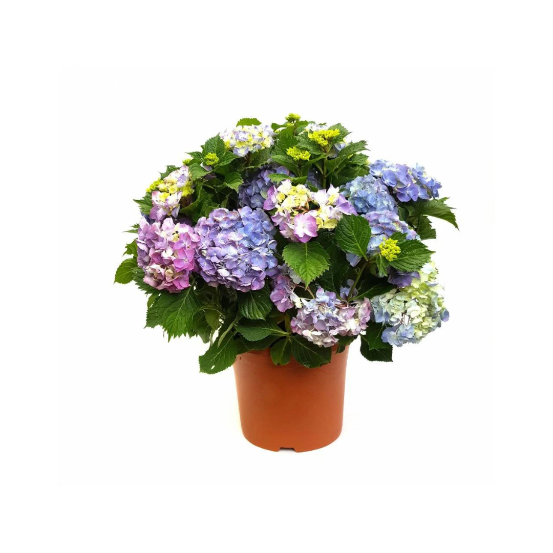Hortensia 14 cm, Violet purpura