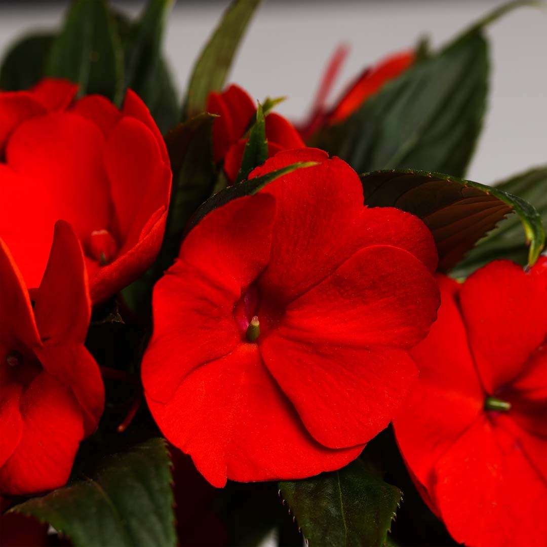 Impatiens