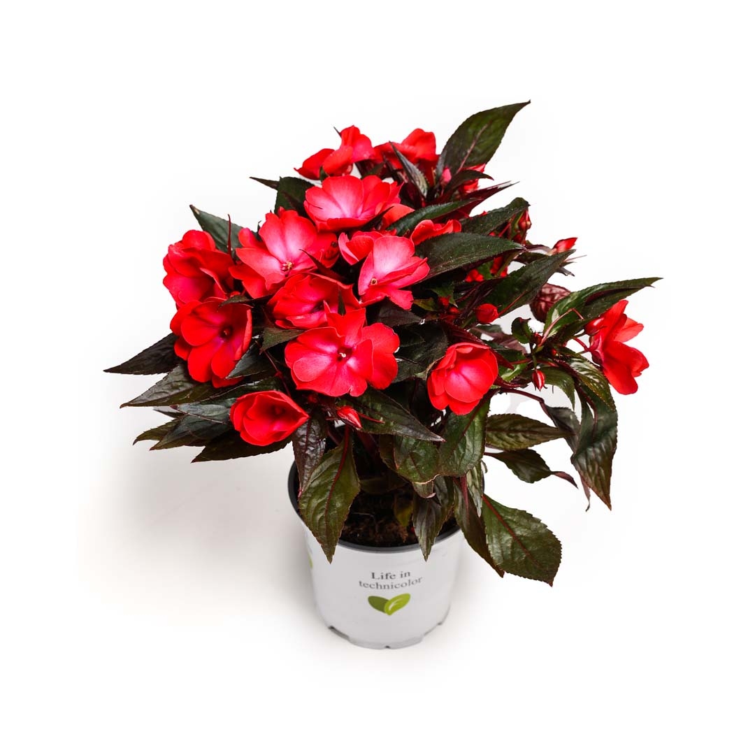 Impatiens