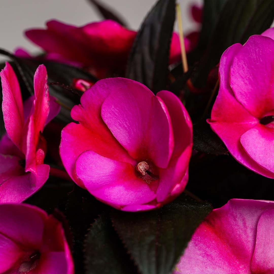 Impatiens