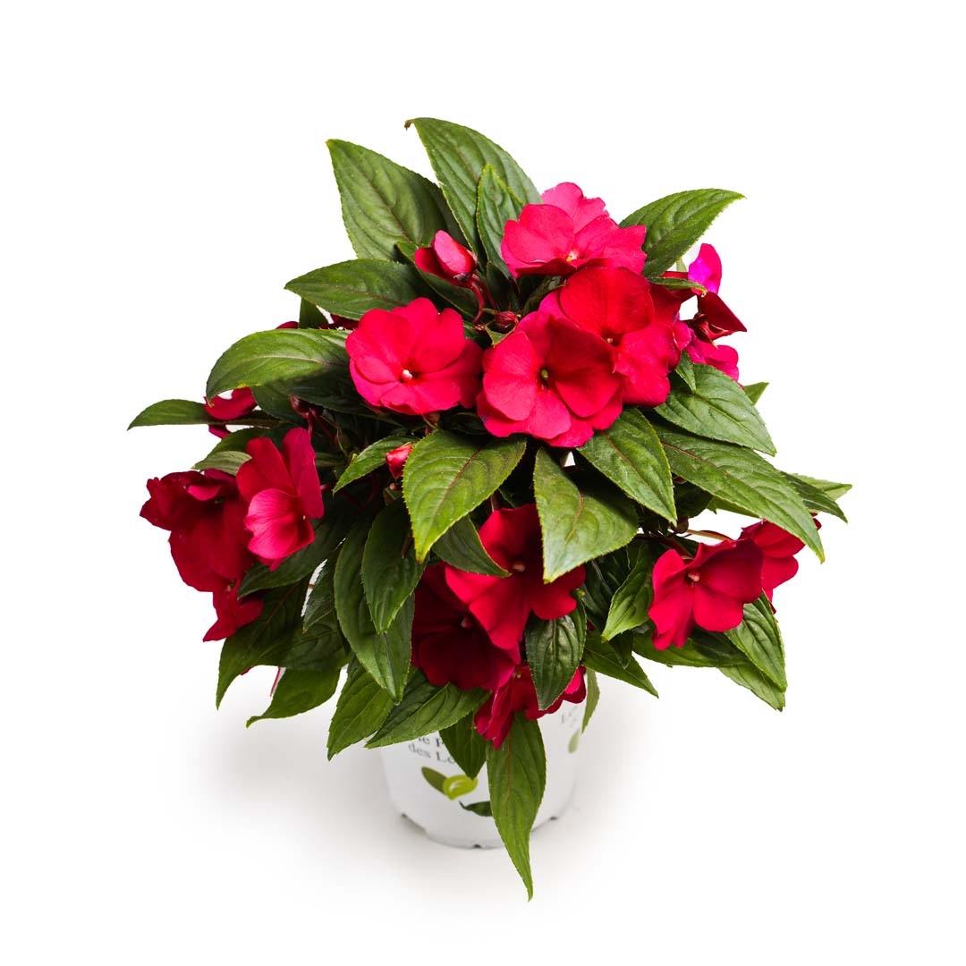 Impatiens