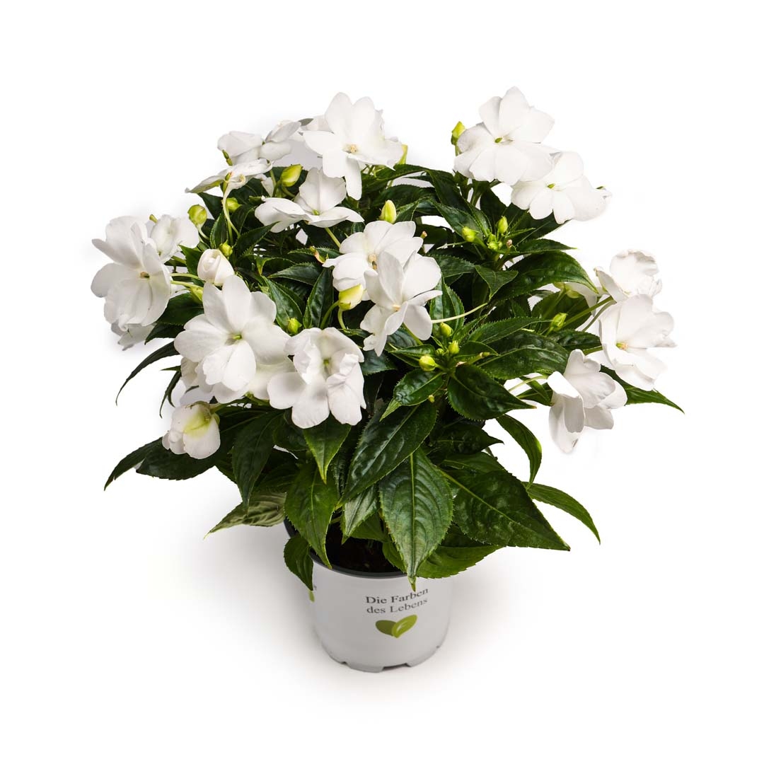 Impatiens, Alb leche