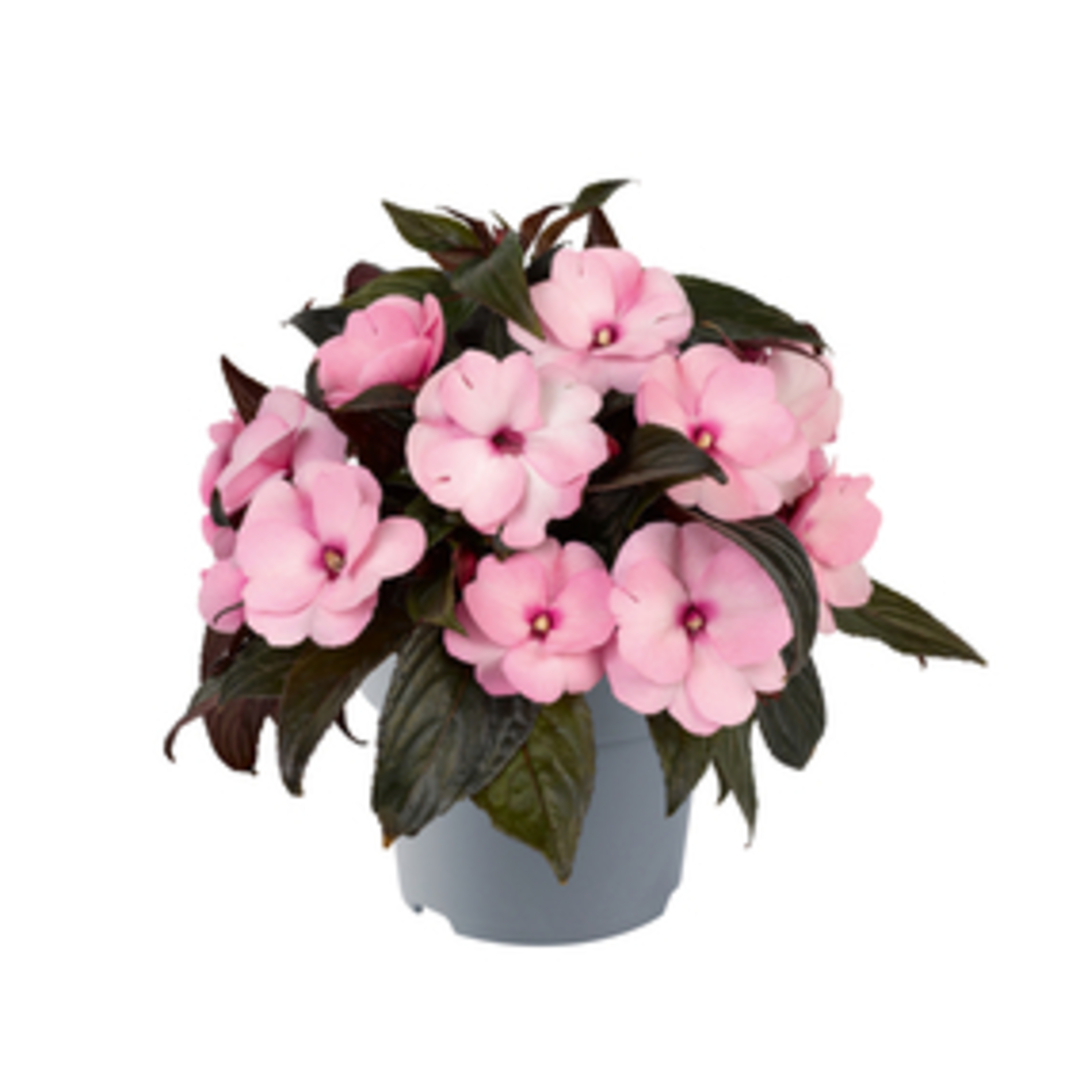 Impatiens, Alb leche