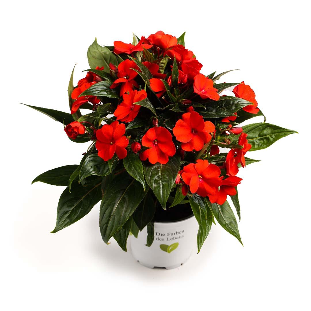 Impatiens, Roșu corazon