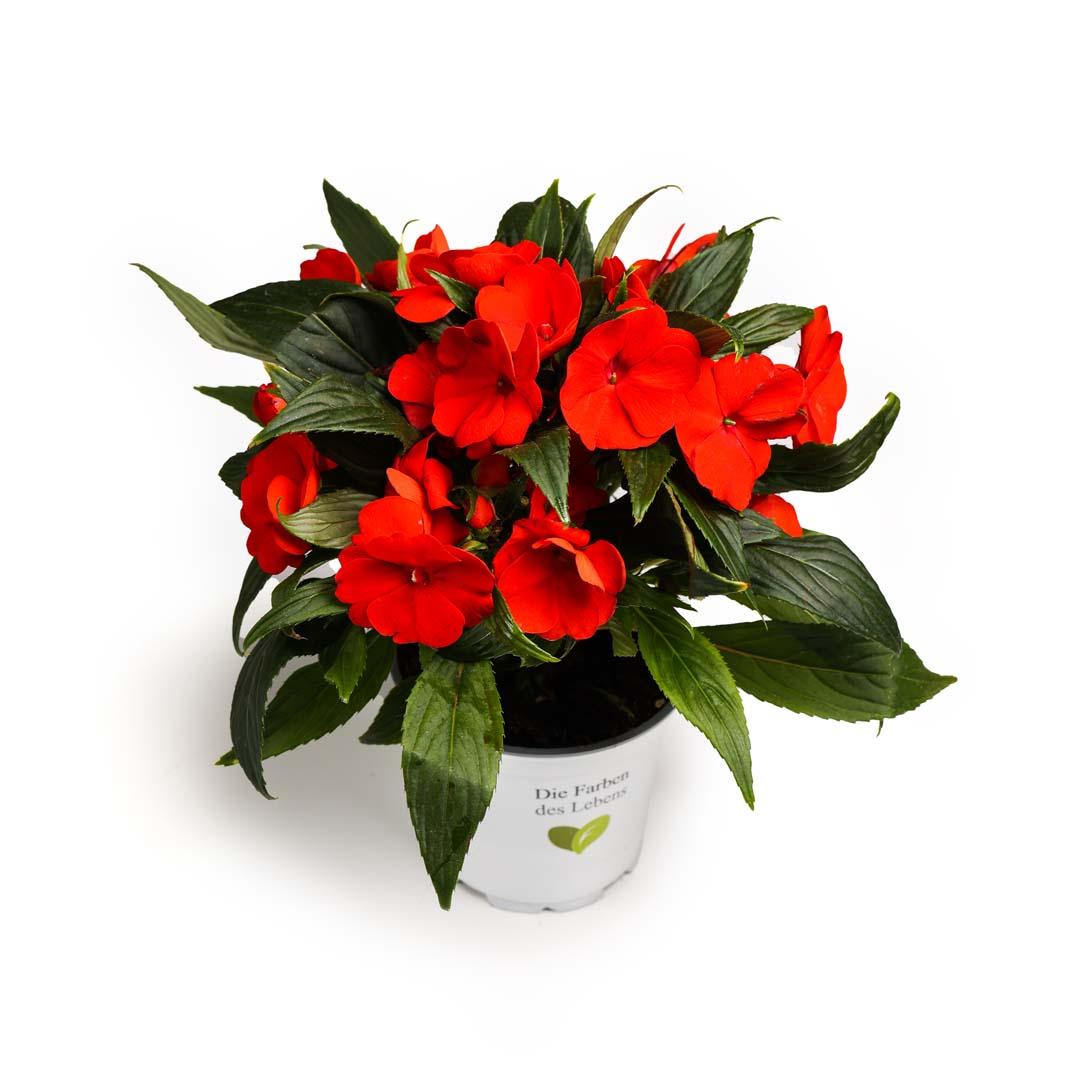 Impatiens, Roșu corazon